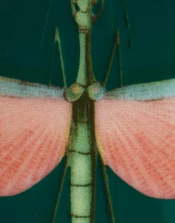 Decorative CupLibellula Green in Porcelain